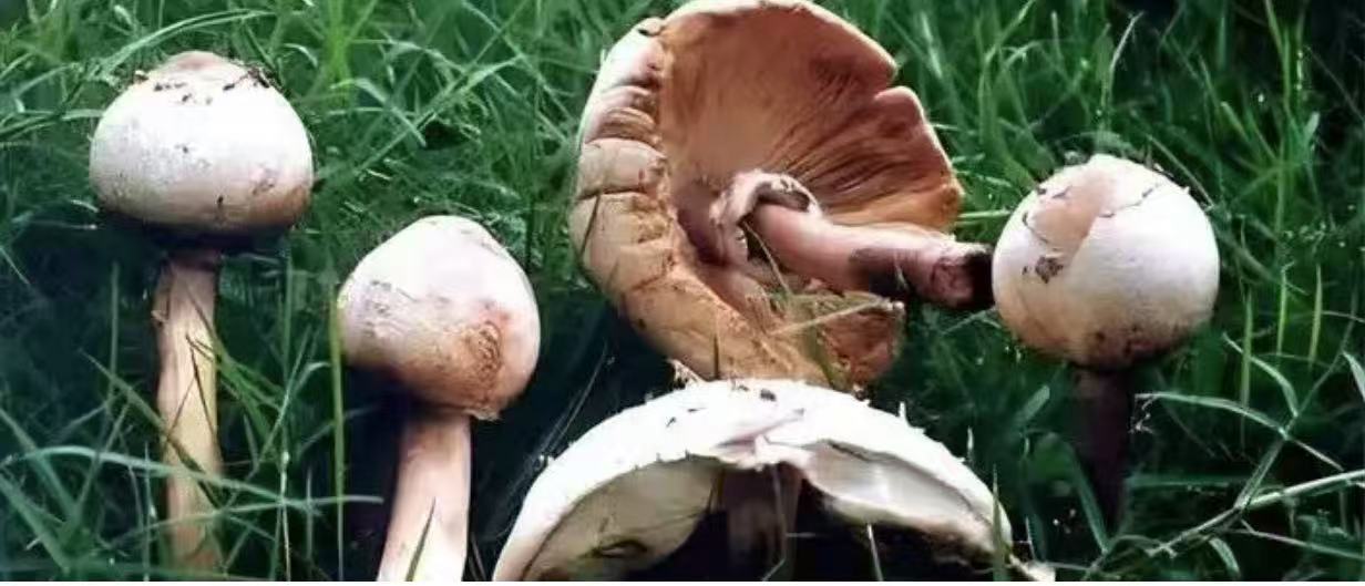 警惕毒蘑菇 不做“菇”勇者